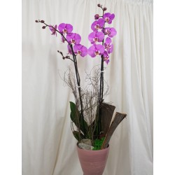 Orchidée rose en pot
