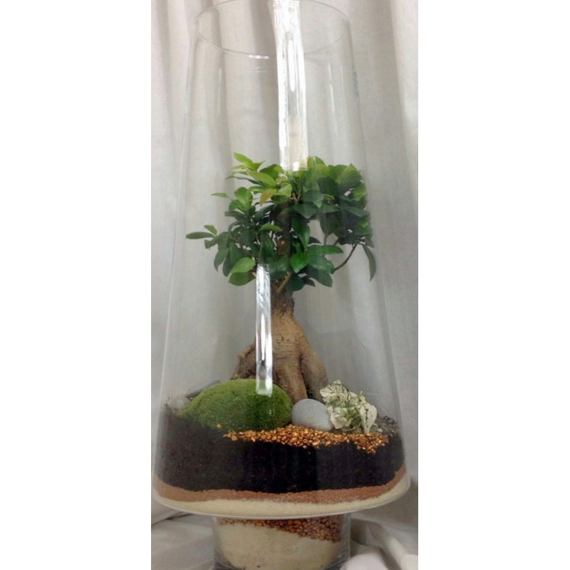 Terrine de plantes terrarium de plantes