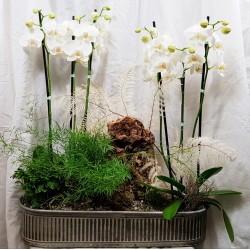 Plants and orchid