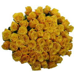 rose jaune, roses jaunes