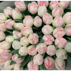 Les tulipes de Lucie