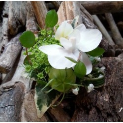 Boutonnière - Blanc Vert