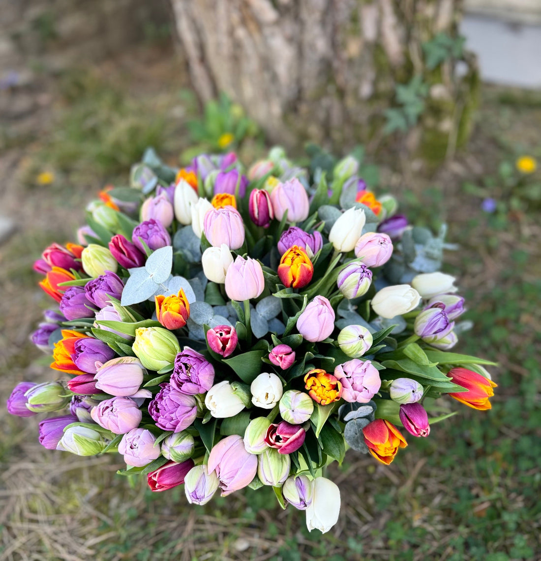 Le retour des Tulipes à Lausanne | Blue Flowers