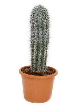 Pachycereus Pringlei