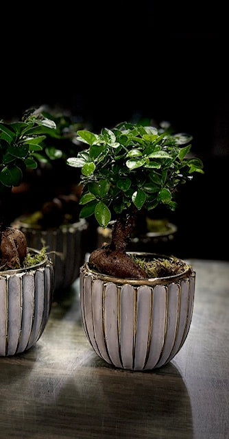 Ficus microcarpa 