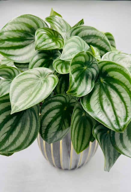 Peperomia plantes a feuilles striées