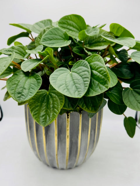 Peperomia plantes a feuilles semi grasses