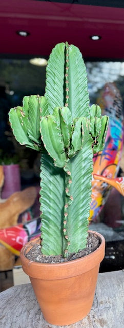 CACTUS-Cereus