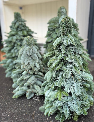 Sapin de Noël nature